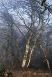 misty woodland birches