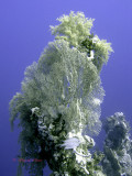 coral pinacle raz ghazlani