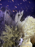 gorgonian forest