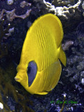 masked butterfly fish