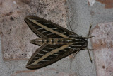 white lined sphinx