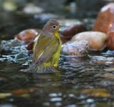 nashville warbler