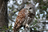 barred owl