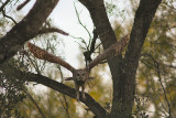 barred owl