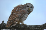 barred owl