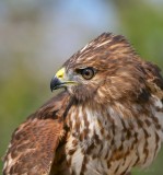 red shouldered hawk