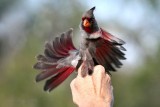 pyrrhuloxia male