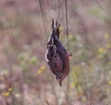 common ground dove mist net