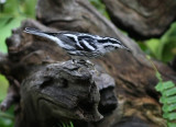 black and white warbler