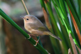 common yellowthroat