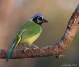 green jay