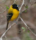 audubons oriole