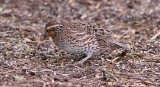 bobwhite