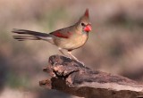 cardinal female