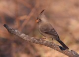 pyrrhuloxia female