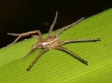 six-spotted fishing  spider