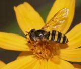 American hover fly