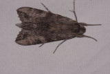 Erinnyis obscura - Obscure Sphinx (female)