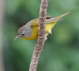 nasville warbler