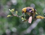 orchard oriole female