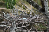 green herons