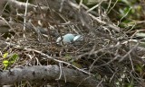 green heron eggs