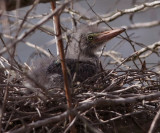 green heron