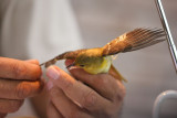 orchard oriole female