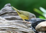 mourning warbler female