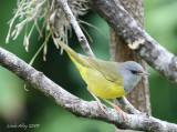 mourning warbler male