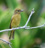 summer tanager female