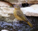 summer tanager female