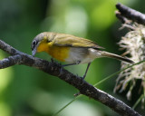 yellow breasted chat juvenile