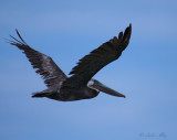 brown pelican.jpg