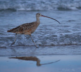 long billed curlew.jpg