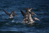 brown pelicans.jpg