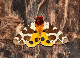  garden tiger moth