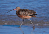 IMG_5646lbcurlew.jpg