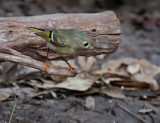 IMG_7347ruby crowned kinglet.jpg