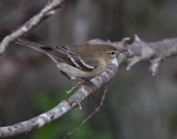 IMG_7361pine warbler.jpg