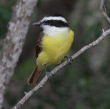 IMG_7382kiskadee.jpg