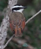 IMG_7396kiskadee.jpg