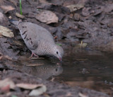 IMG_7489common ground dove.jpg