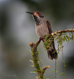 IMG_7957.jpg Brown Violetear