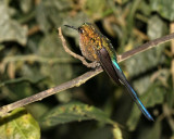 IMG_8054.jpg Violet-tailed Sylph