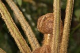 IMG_8025 fern.jpg