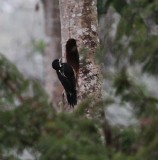 IMG_8678.jpg powerful woodpecker