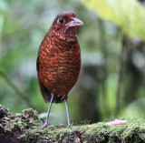 IMG_9195 giant antpitta.jpg