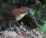 IMG_9357 yellow-breasted antpitta.jpg