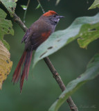 IMG_9464  slaty spinetail.jpg